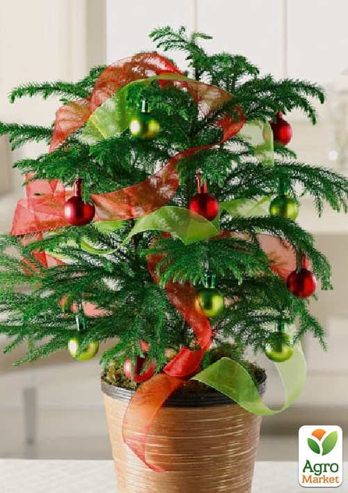 Араукарія (Araucaria heterophylla) кімнатна ялина (висота 30-45см) - фото 7
