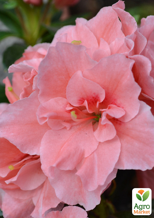 Рододендрон комнатный "Thesla" высота 20-30см  - фото 6