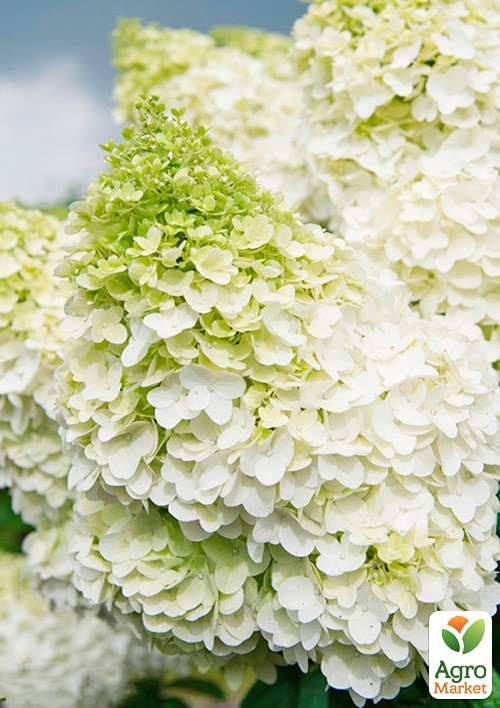 Гортензия 3-х летка метельчатая "Magical Kilimanjaro" - фото 2