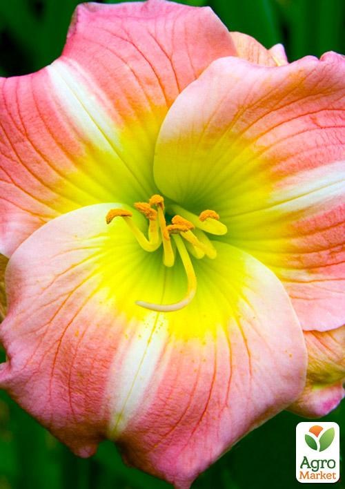 Лілійник "Cherry Tiger" 1шт в упаковці