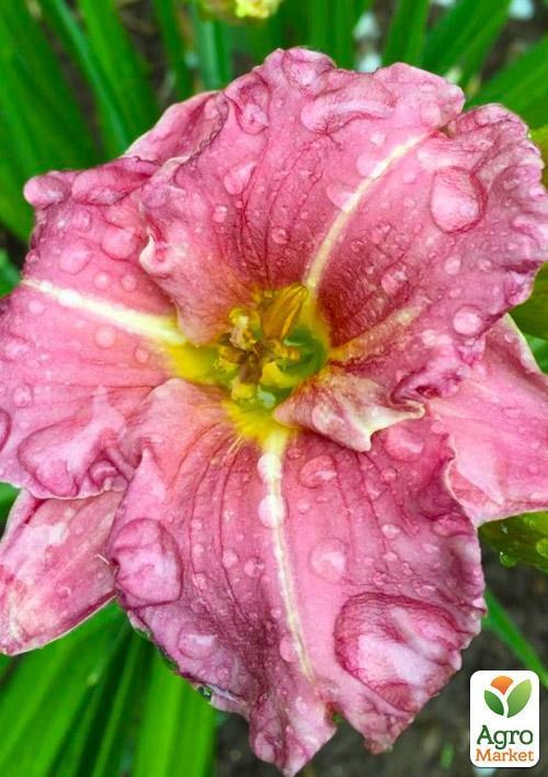 Лилейник "Romantic Rose" 1шт в упаковке