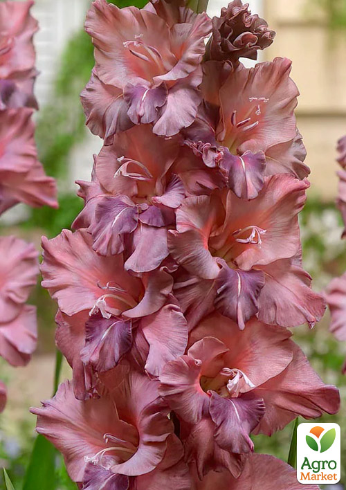 Гладиолус "Rusty Chestnut" 