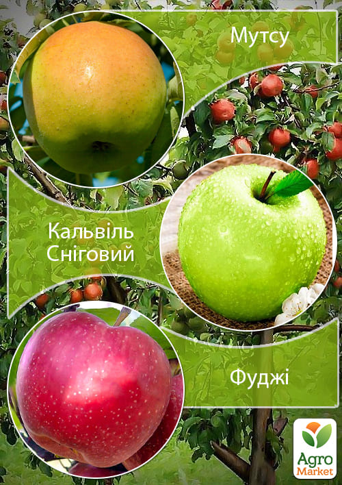 Дерево-сад Яблоня "Кальвиль Снежный+Мутсу+Фуджи" 