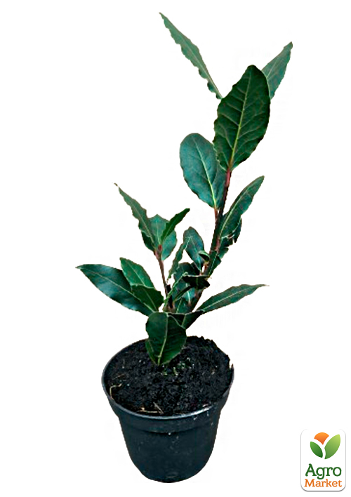 LMTD Лавр вечнозеленый "Laurus Nobilis"  (20-30см) - фото 5