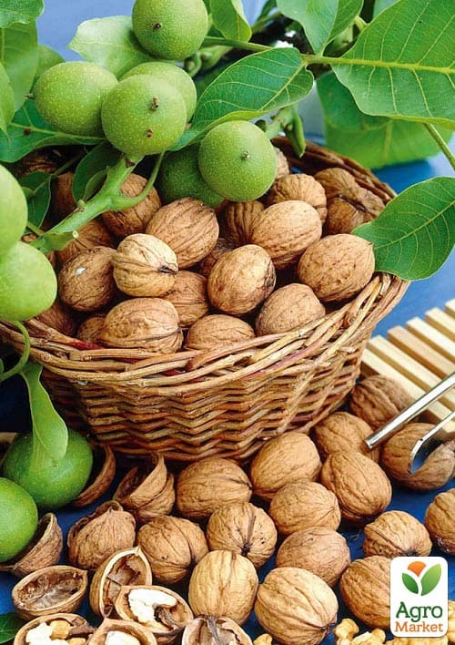 LMTD Орех грецкий привитой "Walnut" высота 90-100см