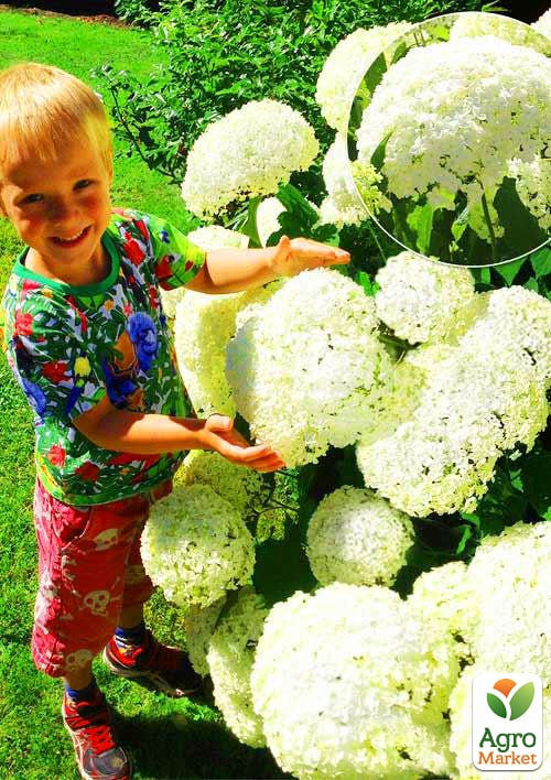 Гортензия крупнолистная белая "Воздушный шар" (Balloon)