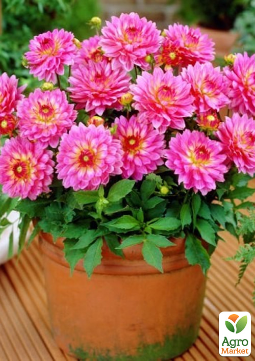 LMTD Георгина низкорослая крупноцветковая "Figaro Gallery Bellini" (цветущая) - фото 5