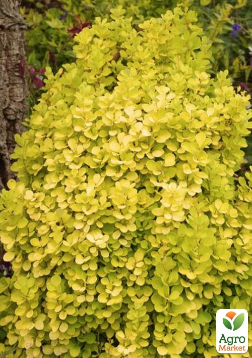 Барбарис Тунберга "Golden Torch" - фото 3