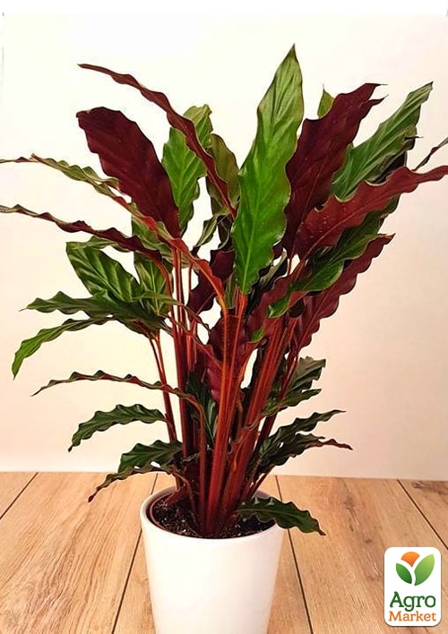 Калатея "Rufibarba" - фото 5