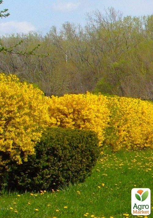 Форзиція проміжна "Golden Nugget" - фото 3