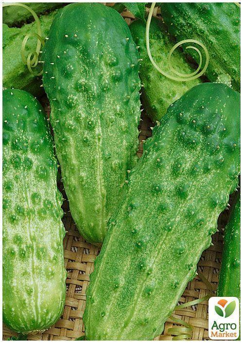 На вагу Огірок "Полонез F1" ТМ "Весна" ціна за 1г - фото 4