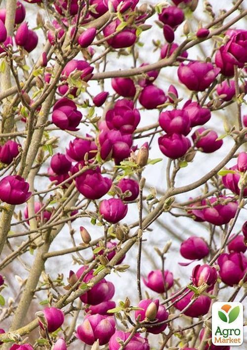 Магнолия "Black tulip"