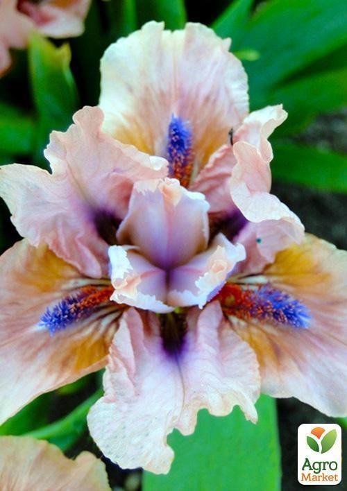 Ірис карликовий "Vibes" 1шт в упаковці