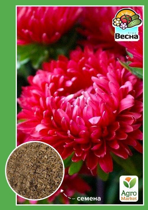 Астра "Оксана" ТМ "Весна" 0.2г