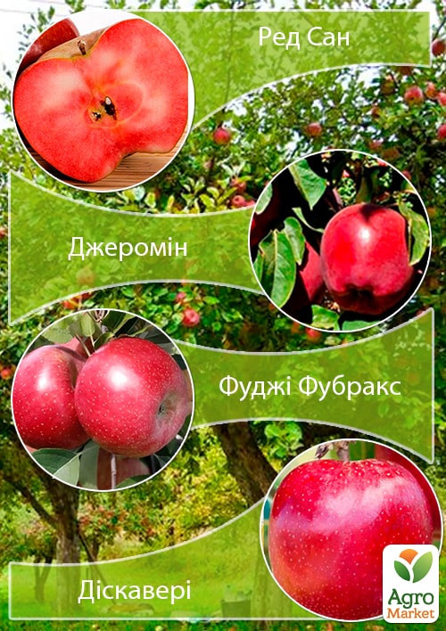 Дерево-сад Яблоня "Ред Сан+Джеромин+Фуджи Фубракс+Дискавери" 
