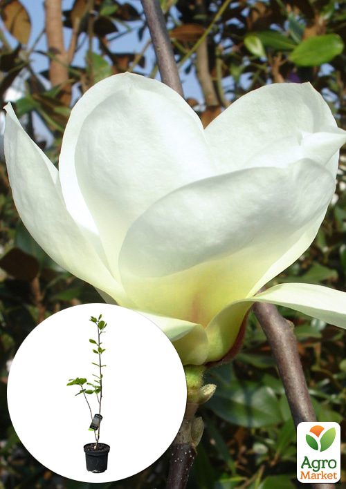 Магнолия 4-х летняя "Jade Lamp" (высота 80-100см)