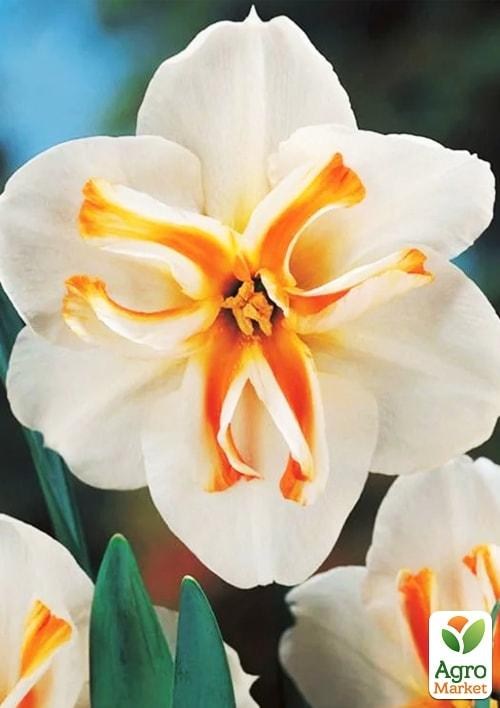 Нарцис "Delta" (розмір 10/12, великий) 2шт в упаковці