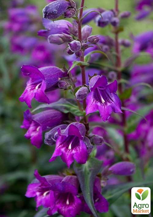 Пенстемон "Harlequin Purple" 