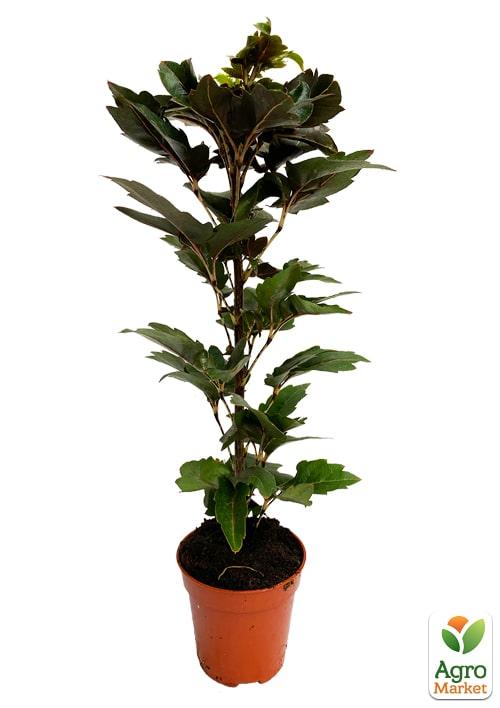 Дизиготека Витончена (Dizygotheca) "Elegans" - фото 6