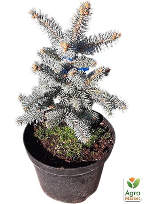Ялина колюча "Bialobok" С10, висота 50-60см - фото 4