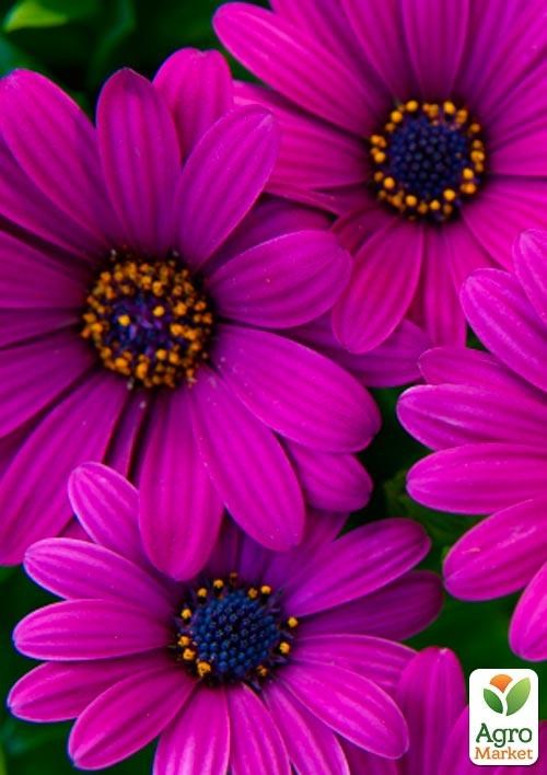 Остеоспермум "Sunny Mary" (контейнер № 10, высота 10-20 см)