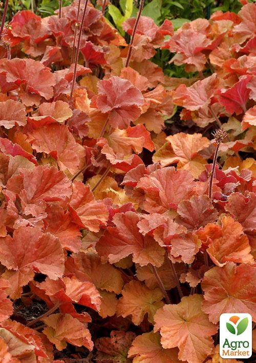 Гейхера (Heuchera) "Northern Exposure Amber"  - фото 3
