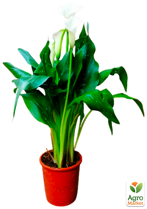 LMTD Зантедеския (калла комнатная) "Snow Crystal"   - фото 6