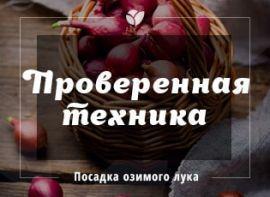 Озима цибуля: перевірена техніка осінньої посадки українських фермерів
