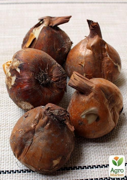 Колхикум "Purpureum" (розмір 18/20, великий) 1шт в упаковці - фото 2