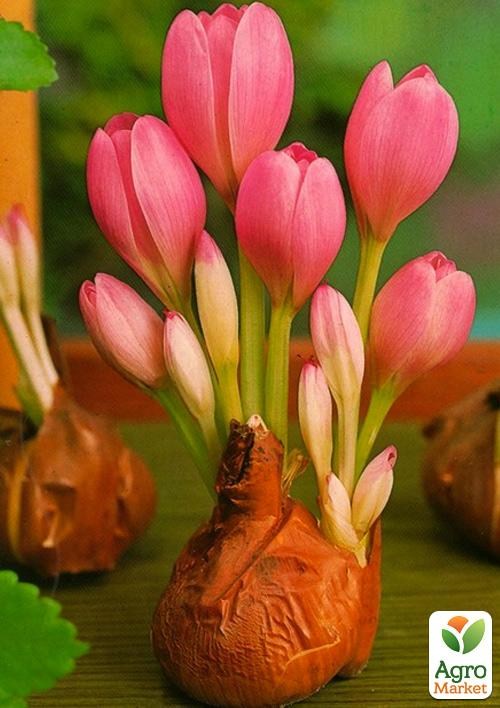 Колхикум "Cilicicum purpureum" 1шт в упаковці