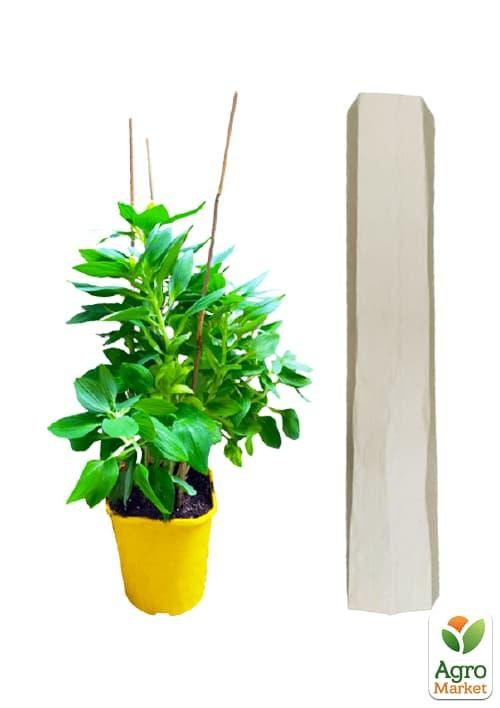 Альстромерия (перуанская лилия) "Indian Summer" С2 высота 30-60см - фото 2