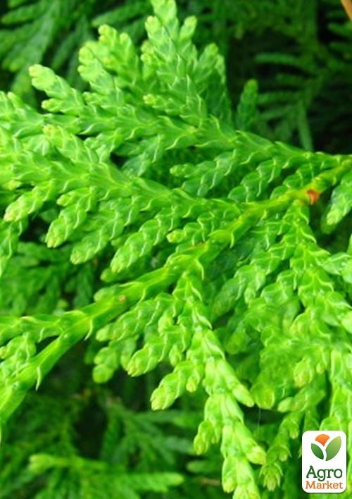 Туя швидкозростаюча "Brabant" (висота 100-130см) - фото 3