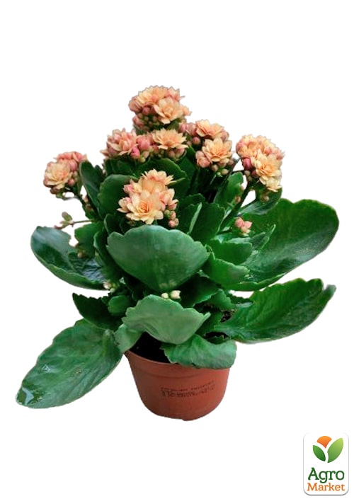 Каланхоэ Блоссфельда "Coral" (Kalanchoe Blossfeldiana) (Нидерланды) - фото 6