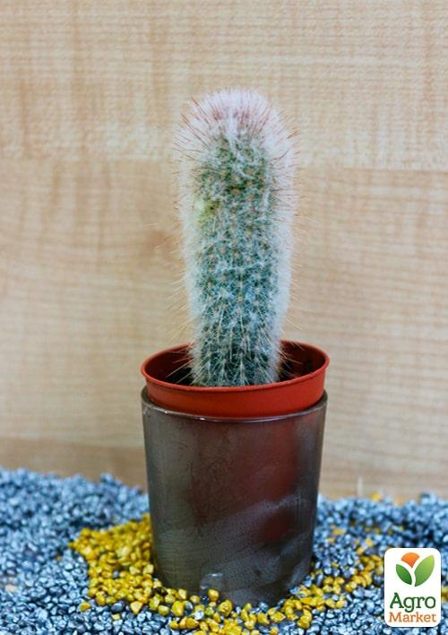 Кактус "Аустроцефалоцереус Дыбовского" (Austrocephalocereus dybowskii) (Нидерланды)