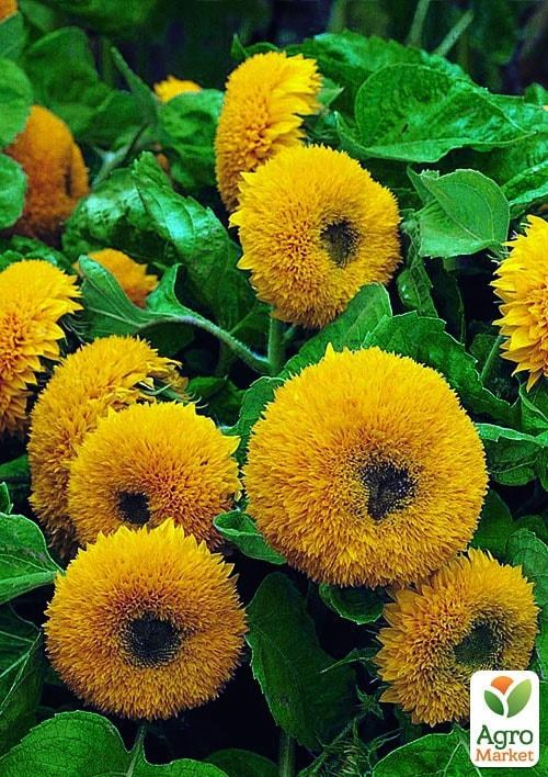 Подсолнух "Медвежонок" (в банке) ТМ "Весна Органик" 5г