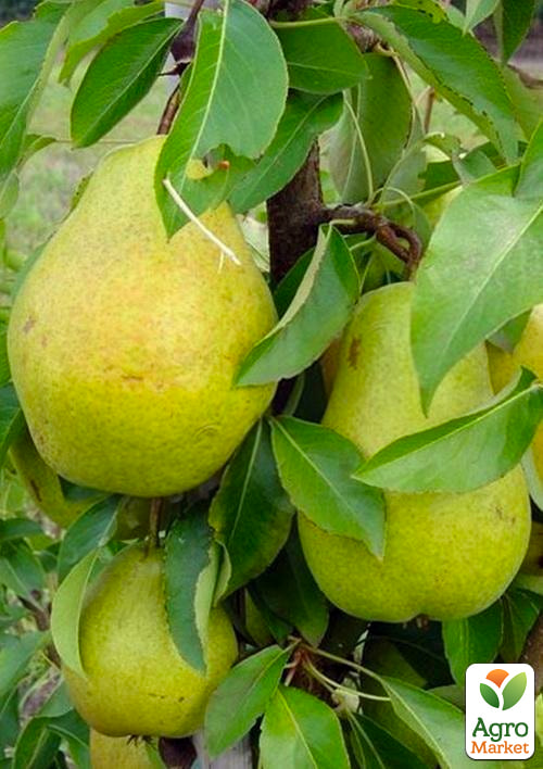 Груша колоновидная "Г-3" (осенний сорт, средний срок созревания)