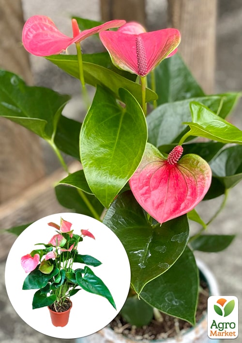 Антуриум (Anthurium) "Sweet Dream"