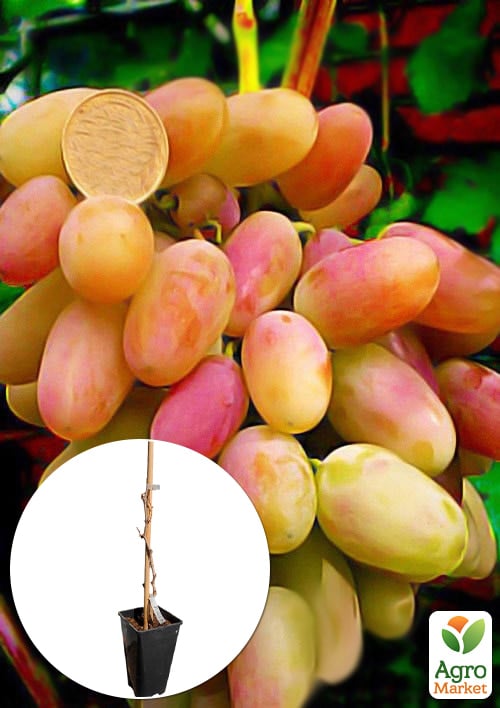 Виноград столовый "Виктор" (укорененный саженец в контейнере)