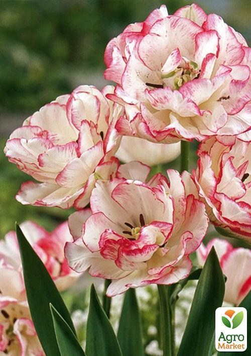 Тюльпан "Belicia" (размер 11/12 , крупный) 3шт в упаковке