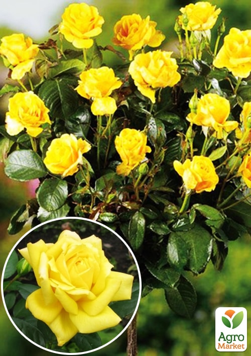 Роза штамбовая "Фрезия" (саженец класса АА+) высший сорт