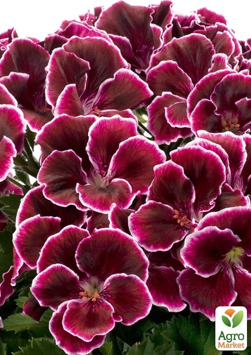 Пеларгония Королевская Novita Classic "Plum" - фото 2