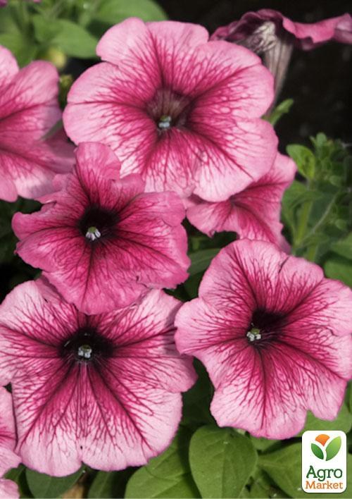 Сурфінія "Daddy Pink" (контейнер № 10, висота 10-15 см)