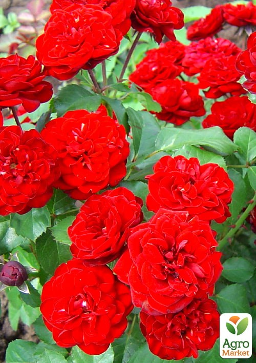 Роза в контейнере мелкоцветковая "Cordula" (саженец класса АА+)  - фото 2