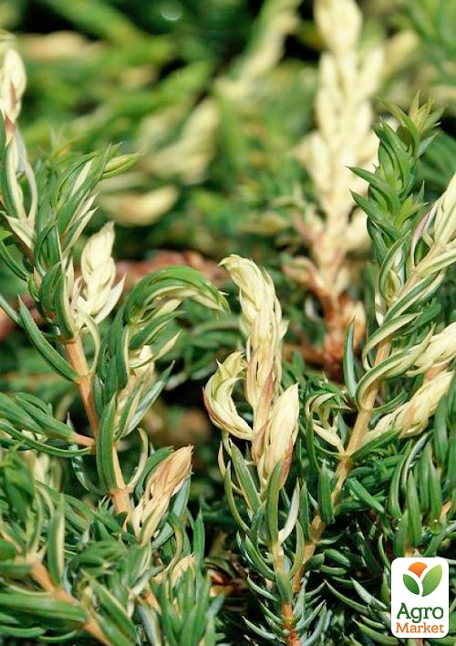 Можжевельник обыкновенный "Spotty Spreader" C2, диаметр 25-30см - фото 3