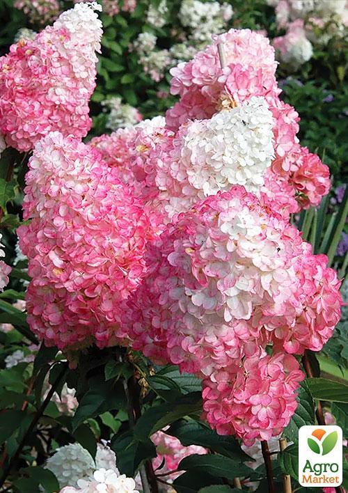 Гортензія волотиста "Sundae Fraise" - фото 5