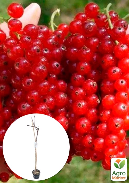 LMTD Смородина на штамбе "Red ball" вазон С2