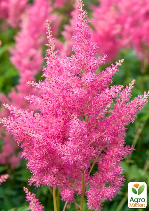 Астильба "Elizabeth Van Veen"  - фото 3