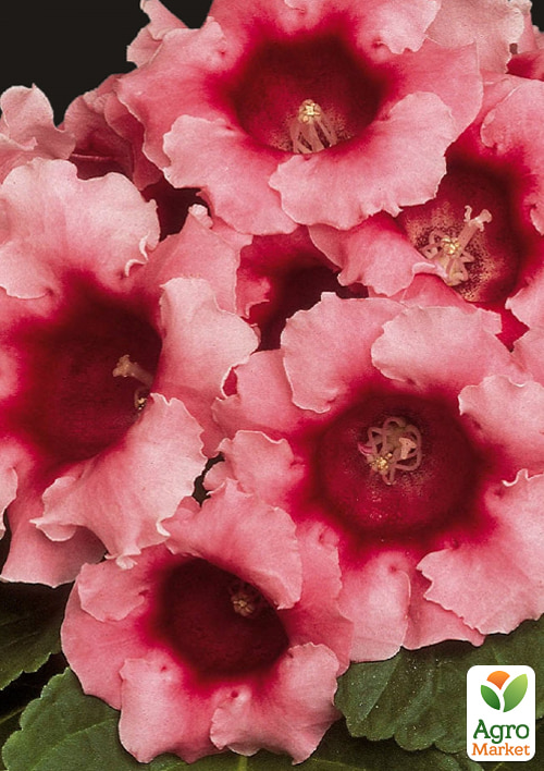 Глоксинія "Аванті F1" персиково-рожева ТМ "Vesna Select" 5шт - фото 3