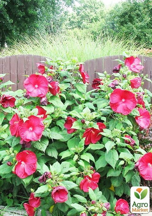 Гибискус "Травянистый" красный (высота саженца 50см)