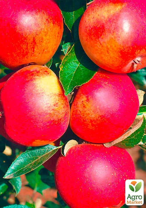 Яблоня "Джонатан" (зимний сорт, поздний срок созревания) - фото 4